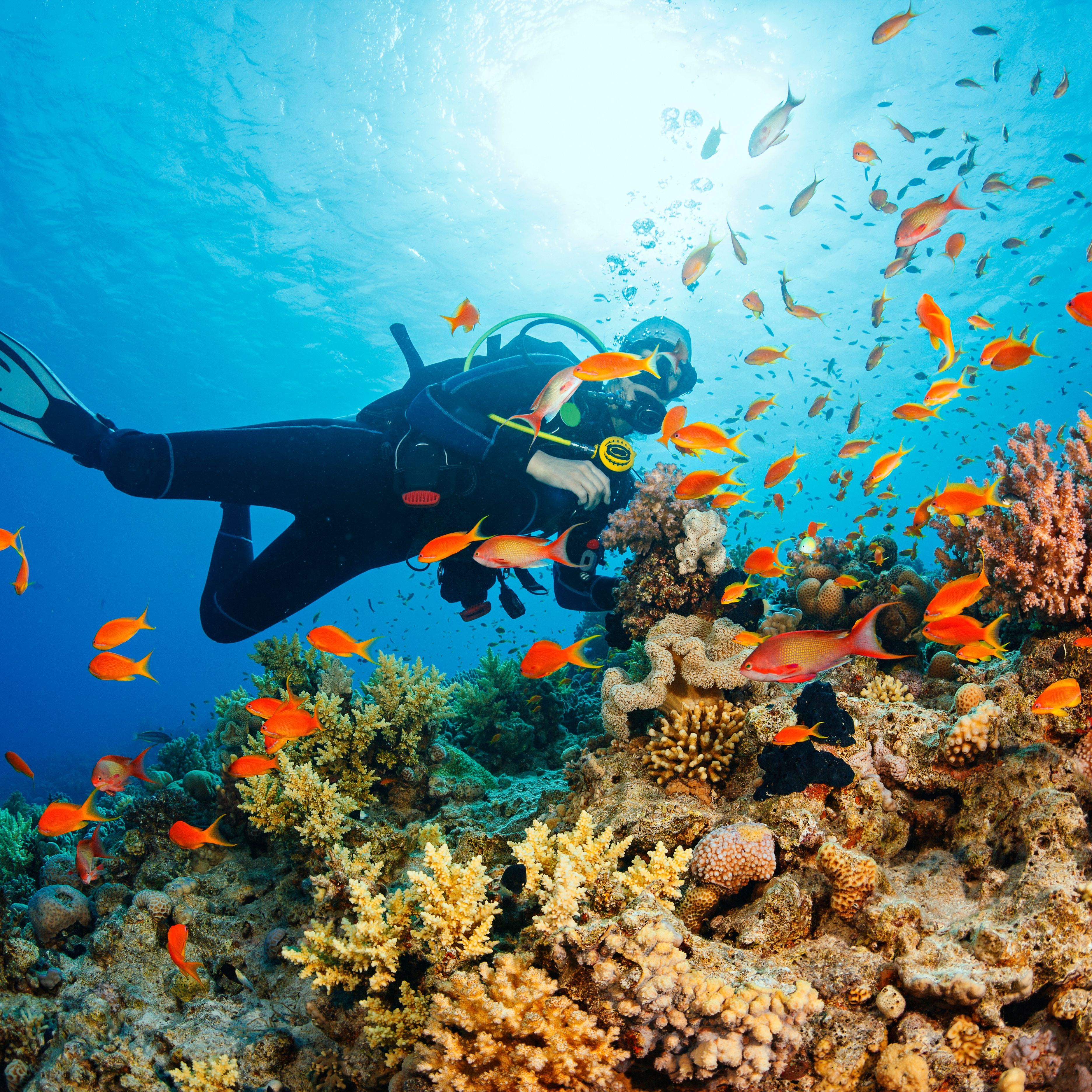 Discover the Fascinating Underwater World